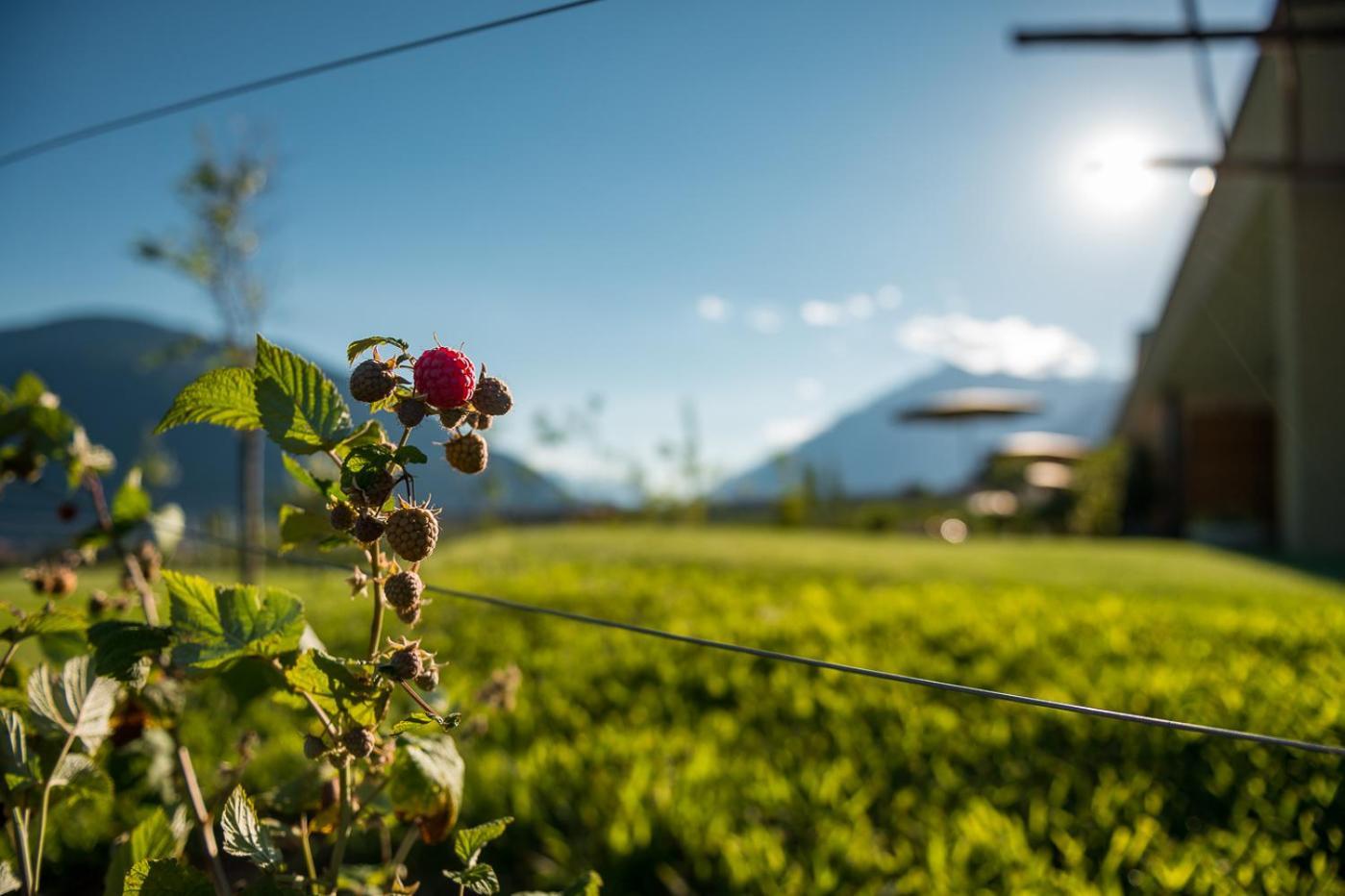 Pataunerhof Tirol エクステリア 写真